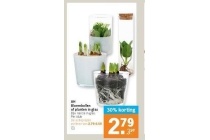 ah bloembollen of planten in glas of planten in glas