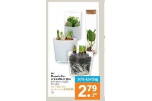 ah bloembollen of planten in glas of planten in glas