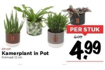 kamerplant in pot