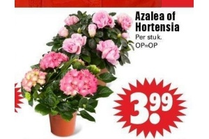 azalea of hortensia