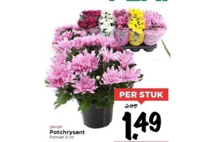 potchrysant