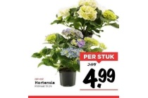 hortensia