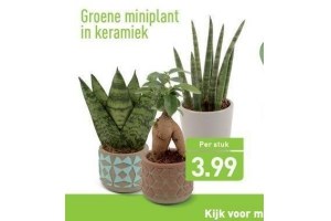 groene miniplant in keramiek