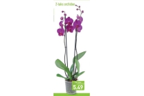 2 taks orchidee