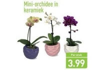 mini orchidee in keramiek