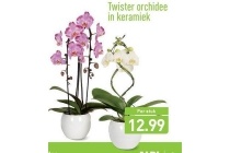 twister orchidee in keramiek