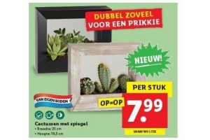 cactussen met spiegel