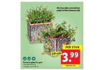 groene plant in pot