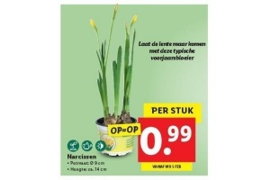 narcissen