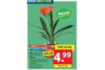 clivia