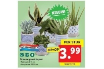 groene plant in pot