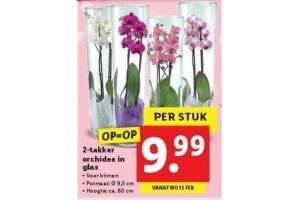 2 takker orchidee in glas