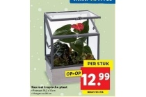 kas met tropische plant