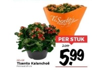 tisento kalanchoe