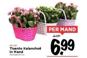 tisento kalanchoe in mand