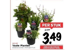 vaste planten