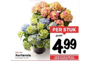 hortensia