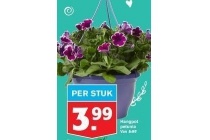 hangpot petunia