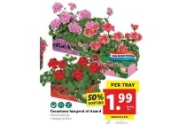 geraniums hangend of staand