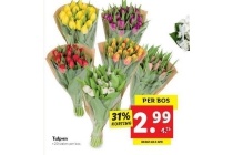 tulpen