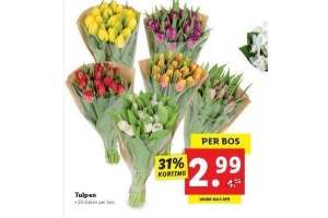 tulpen