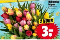 hollandse tulpen