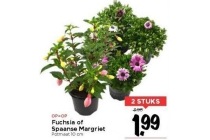 fuchsia of spaanse margriet