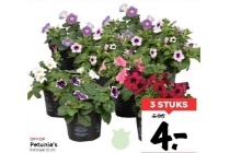 petunia s