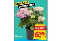 xxl tuinhortensia