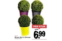 buxus bol in emmer