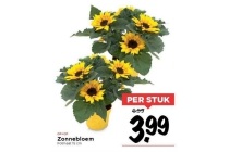 zonnebloem