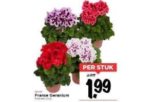 franse geranium