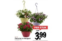 petunia in hangpot