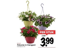 petunia in hangpot