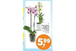 ah orchidee 2 takkekr of dendrobium sa nook