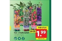 tuin of balkonplant