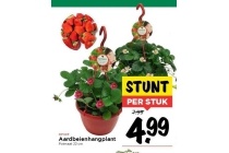 aardbeienhangplant