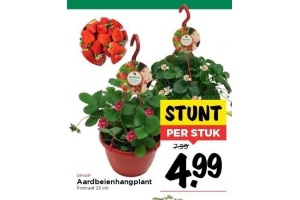 aardbeienhangplant