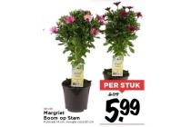 margriet boom op stam