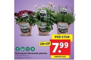 extra grote bloeiende planten