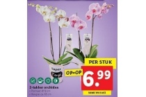 2 takker orchidee