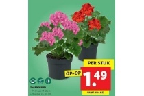 geranium