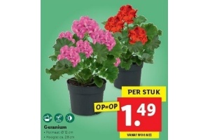 geranium