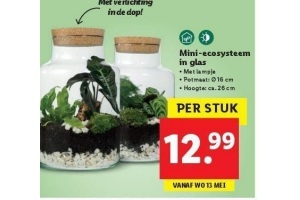 Erfgenaam Pech Document Mini-ecosysteem in glas nu voor €12,99 - Beste.nl