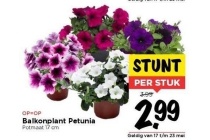 balkonplant petunia