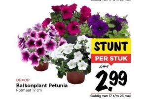 balkonplant petunia