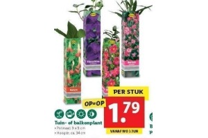 tuin of balkonplant