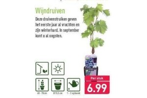 wijndruiven