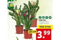 calla mix