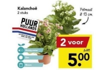 kalanchoe